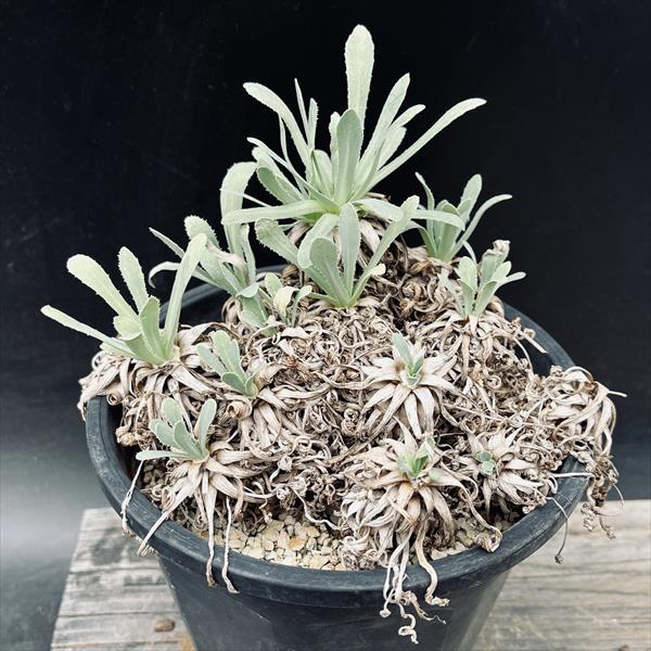 ユーフォルビア　オトンナ　レトロルサ　大株 ☆特価☆コーデックス：オトンナ レトロルサ*葉幅15cm 現品！一品