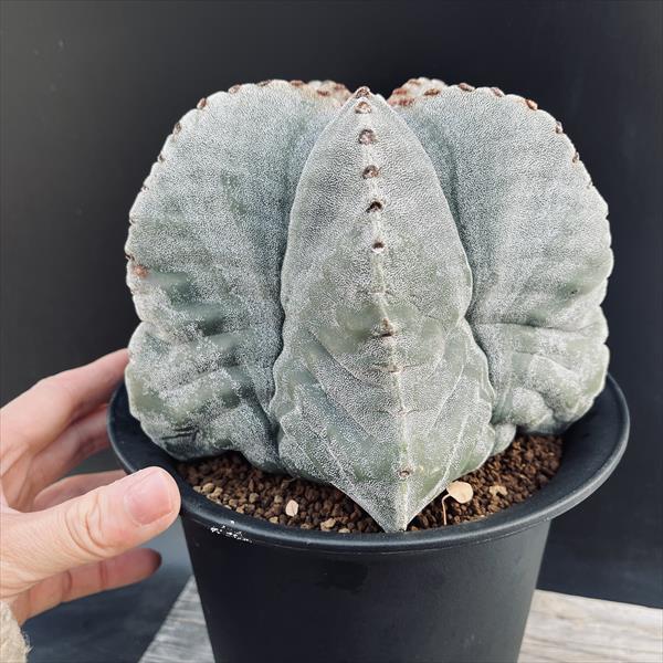 サボテン：アストロフィツム 鸞鳳玉 実生*幅17cm 現品！一品限り