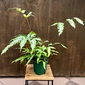 ���տ�ʪ���ץƥꥹ*�ʼ����٤ޤ� 5�� �������꡼ ����ܥ�ͥ����� ���륮�쥢 �ե����쥤 ���С����ߥ��󥷥�