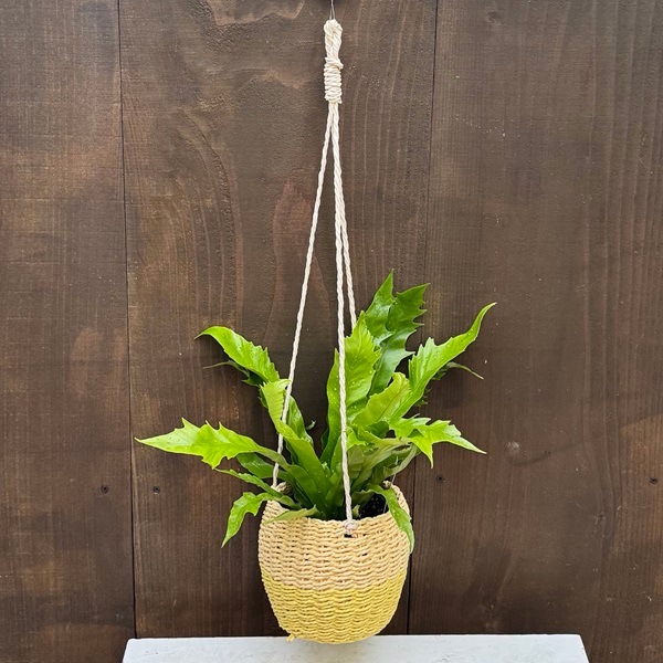 アスプレニウム レズリー スタンド鉢カバー おしゃれ 観葉植物 観葉植物：アスプレニウム 吊りカバーセット*タニワタリ | 観葉植物