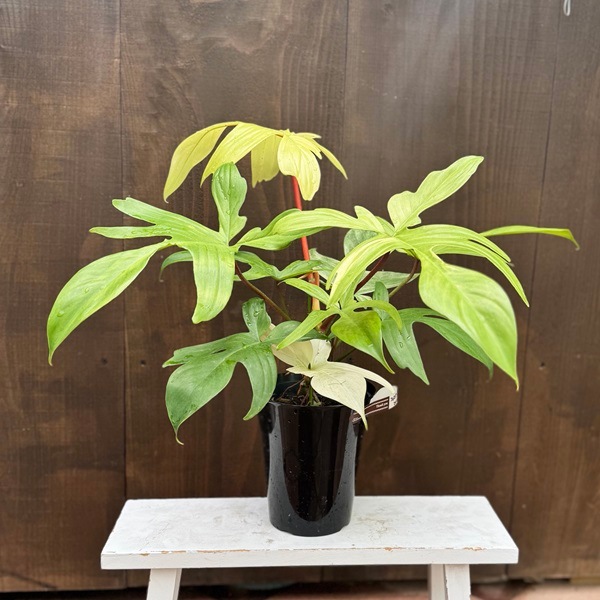 観葉植物：フィロデンドロン フロリダ ゴーストミント*5号 | 観葉植物  