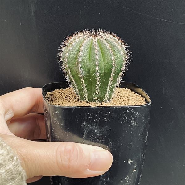 サボテン：ユーベルマニア ペクチニフェラ Y氏実生*幅4cm | サボテン