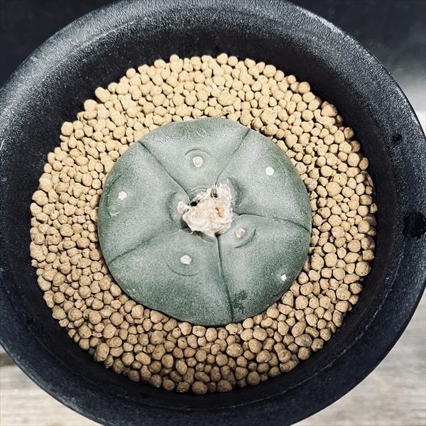 サボテン：ロフォフォラ 銀冠玉 実生*M 幅4.5cm | サボテン＆多肉