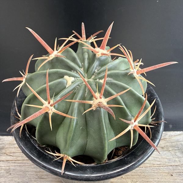 サボテン：ホマロケファラ 綾波*L 幅10cm | サボテン＆多肉植物
