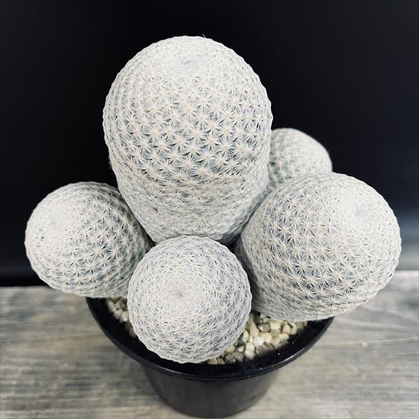 サボテン：マミラリア 白鳥群生*幅15cm 現品！一品限り | サボテン