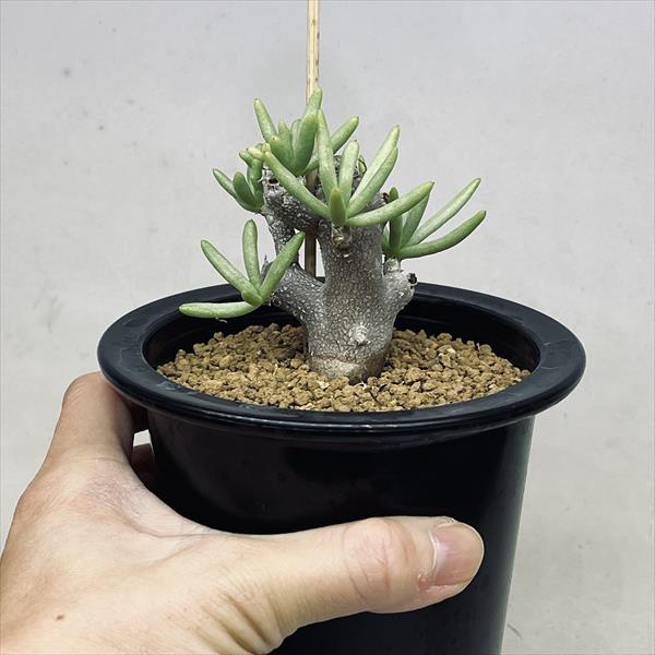 コーデックス：チレコドン ハリー*葉幅8cm 現品！一品限り