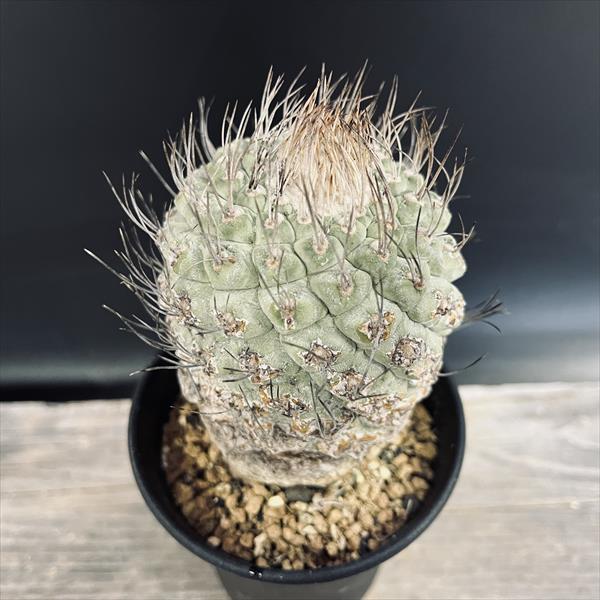 サボテン　菊水　綴化　大疣　実生　プラ鉢　検）グラキリス　パキプス　アガベ サボテン 菊水 綴化 大疣 実生 プラ鉢 検）グラキリス パキプス アガベ