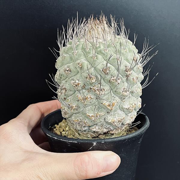大疣菊水　ストロンボカクタス　サボテン　帝冠　花籠　国内実生 Storombocactus disciformis【ストロンボカクタス・菊水・実生