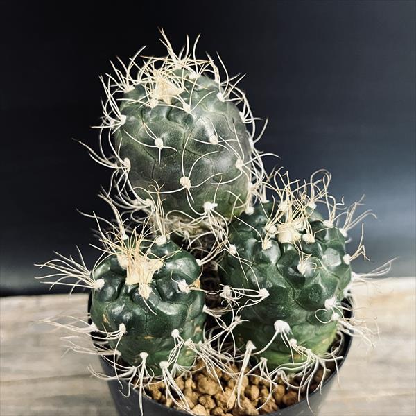 ܥƥ󡧥ĥӥ˥ץĹݡ3*34