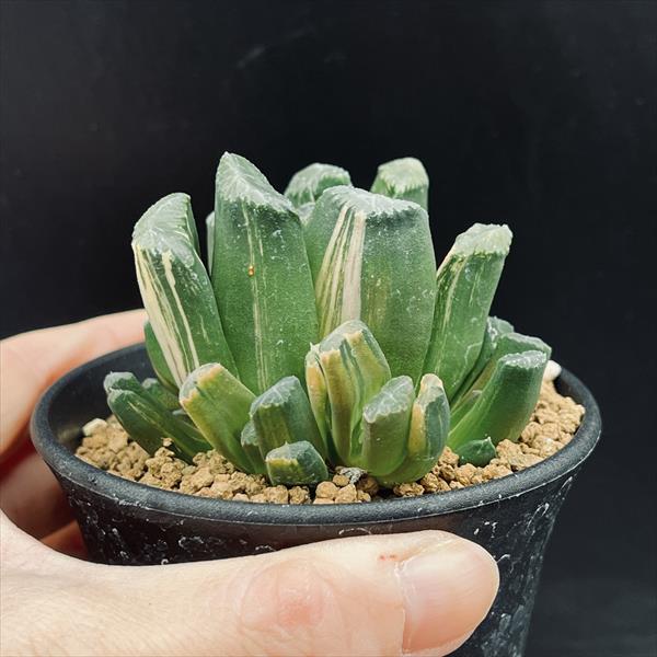 多肉植物：ハオルチアhyb.錦 万象×玉扇*幅7cm 現品！一品限り