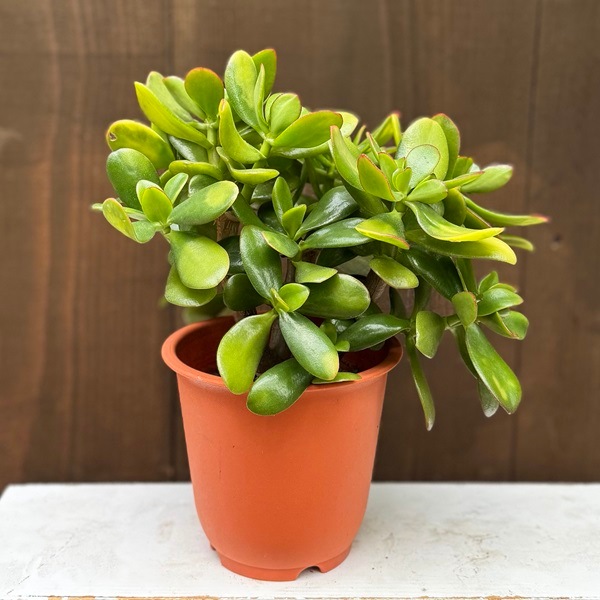 տʪΤʤڡַ*ͥΥʥ륭 饫 5