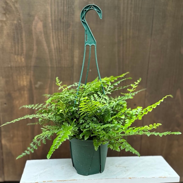 アスプレニウム ケンゾイ 釣り鉢 おしゃれ 希少 7号 迫力あります