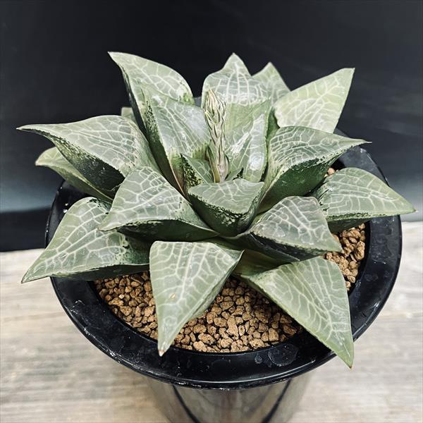 ☆特価☆多肉植物：ハオルチア コンプトニアナ*幅12cm 現品！一品