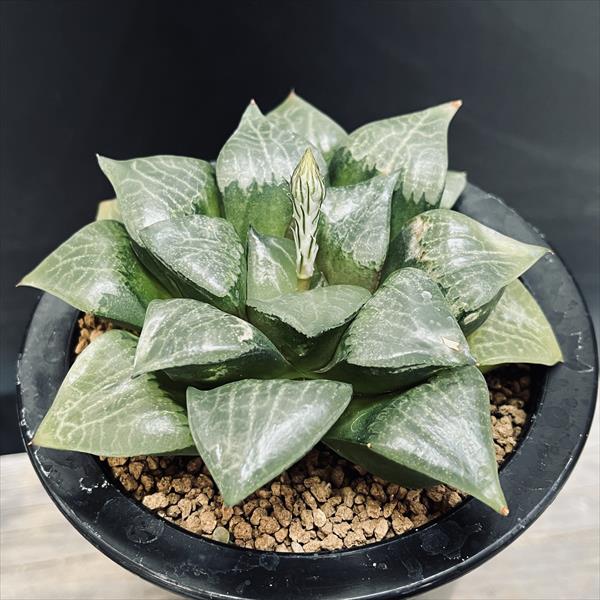 ���ò���¿����ʪ���ϥ������ �ĥ�ԥ�����ץ�*��11��������ʡ����ʸ¤�