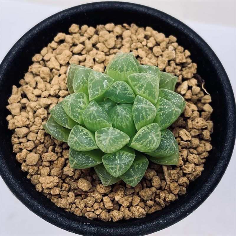 多肉植物　ハオルチア　光るオブツーサ　抜き苗 楽天市場】多肉植物 光るオブツーサ 抜き苗 : ハナミドリ 楽天市場店