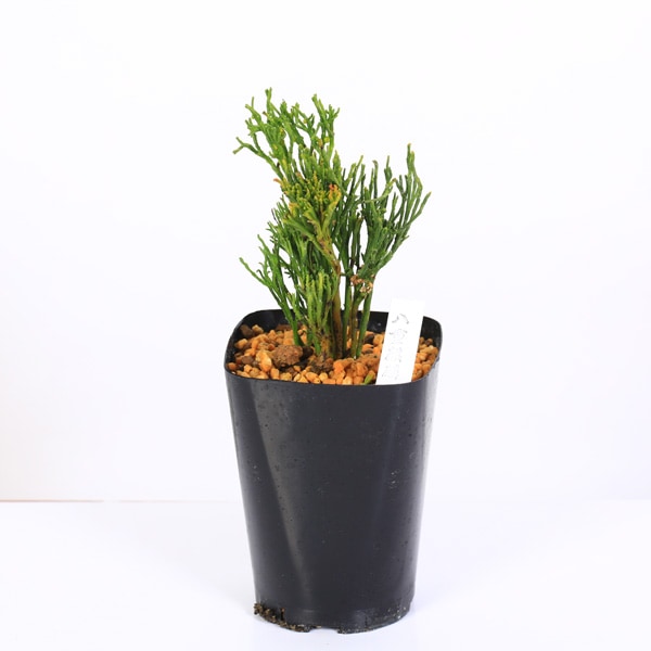 ��ŵ��ݿ�ʪ���������ʥޥĥХ��ˡ�Ȭ�����ۡ�*�ޤĤФ��