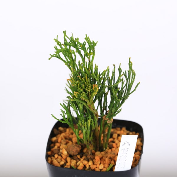 太平楽　シダ植物　松葉蘭　観葉植物　園芸　古典植物　珍奇植物　伝統　マツバラン 古典園芸植物：松葉蘭（マツバラン）「八重麒麟」*まつばらん | 古典