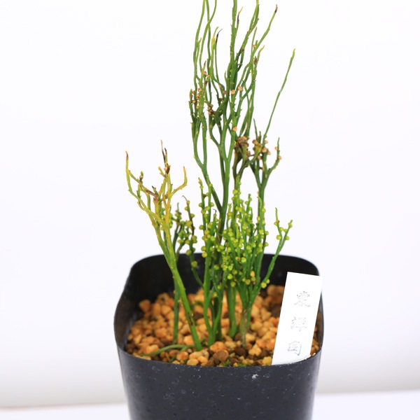 古典園芸植物：松葉蘭（マツバラン）「東洋角」*まつばらん | 古典植物