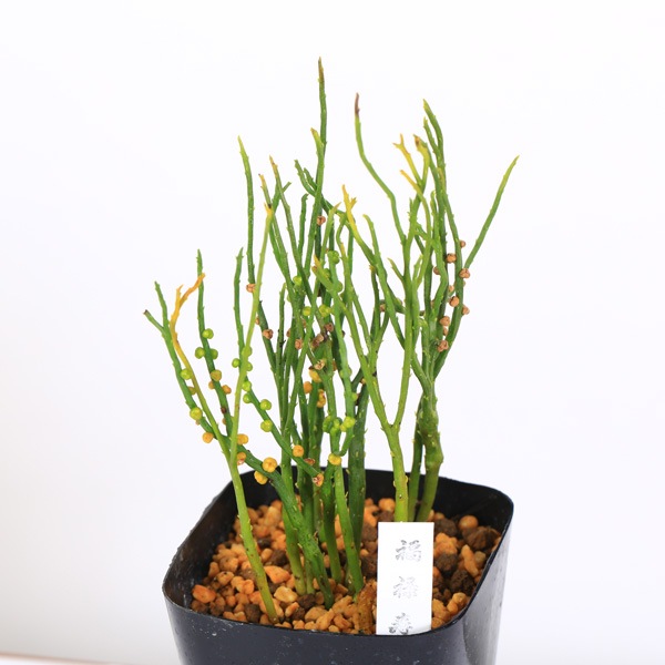 古典園芸植物：松葉蘭（マツバラン）「福禄寿」*まつばらん | 古典植物
