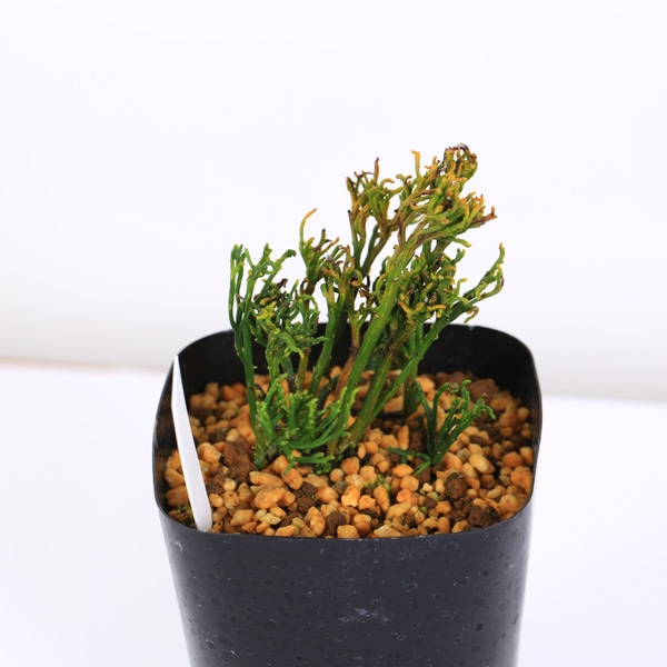 古典園芸植物：松葉蘭（マツバラン）「羅紗麒麟」*まつばらん | 古典