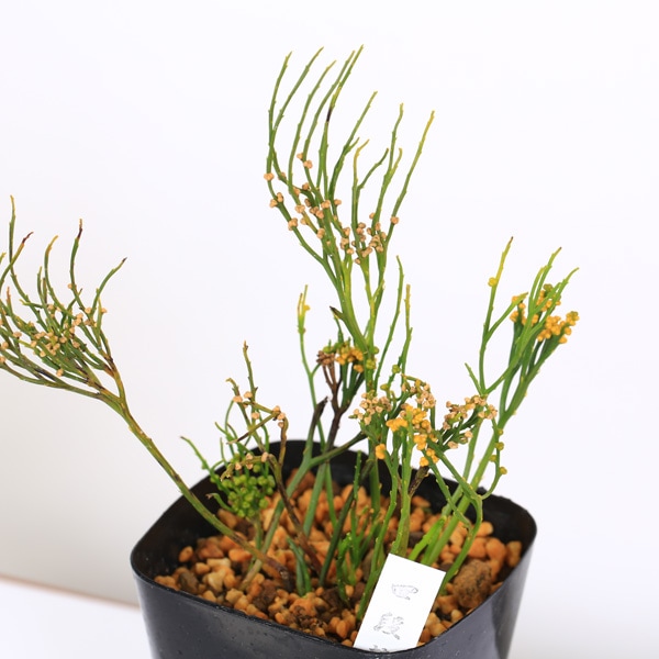 太平楽　シダ植物　松葉蘭　観葉植物　園芸　古典植物　珍奇植物　伝統　マツバラン 古典園芸植物：松葉蘭（マツバラン）「四段替」*まつばらん | 古典植物