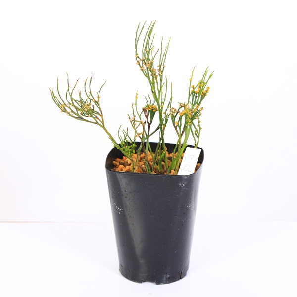 古典園芸植物：松葉蘭（マツバラン）「四段替」*まつばらん | 古典植物