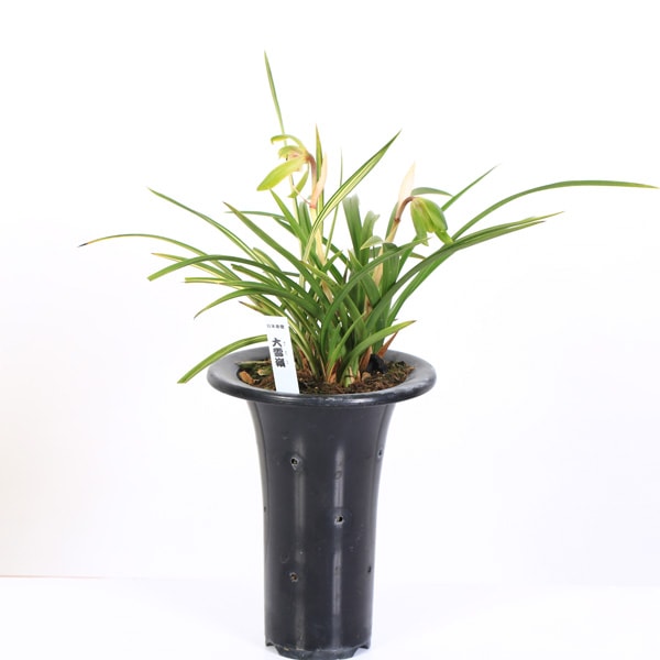 最新作，セール 日本春蘭 大雪嶺 中国春蘭 韓国春蘭 東洋蘭 古典園芸 山