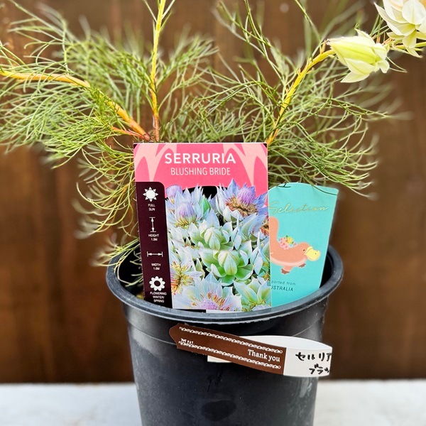 ジョーイセルリア ブラッシングブライド おしゃれ 観葉植物 花苗