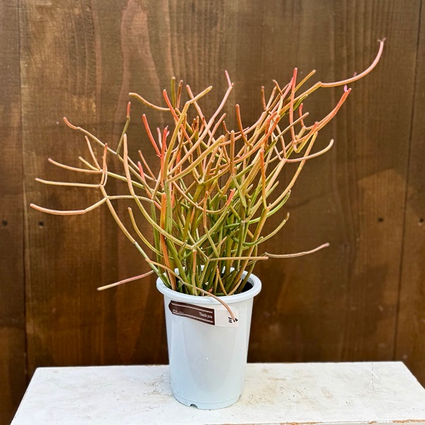 観葉植物：ミルクブッシュ*プラポット 4号 ミドリサンゴ | 観葉