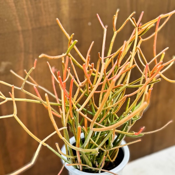 ミドリサンゴ ミルクブッシュ 130cm 観葉植物：ミルクブッシュ*プラポット 4号 ミドリサンゴ | 観葉植物