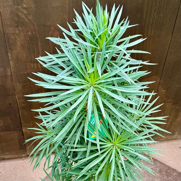 観葉植物：モンキーツリー*7号プラポット | 観葉植物,フロアサイズ