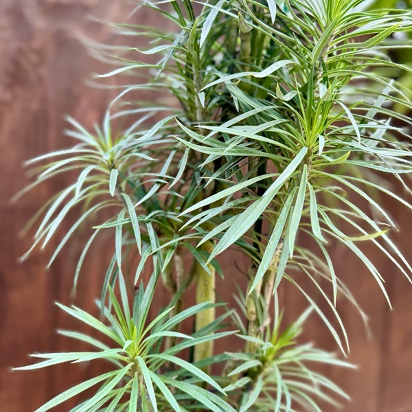 モンキーツリー 観葉植物：モンキーツリー*7号プラポット | 観葉植物,フロアサイズ