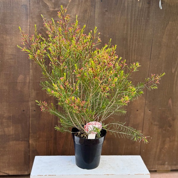 観葉植物 鉢花 苗：ワックスフラワー*5号プラポット