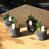 �ġ����վ����ܤ���*�ʼ浪���Ӥ������� ���襦�ޥġ����褦�ޤġ�