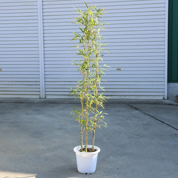 庭木：ホテイチク（布袋竹）樹高：110cm 7号ポット ヤマト便発送