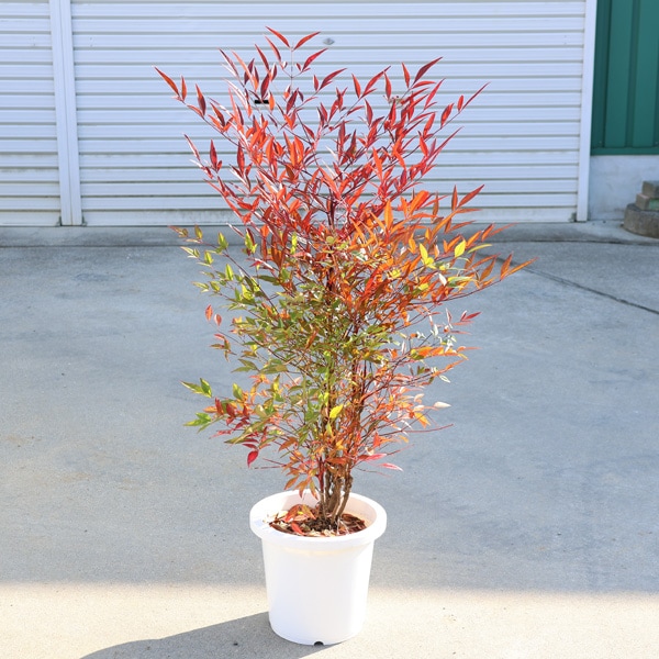 �������ڡ���ŷ�ʤʤ�Ƥ������ŷ*��7��ݥåȡ����⡧60���������������줿�ǹ�μ���