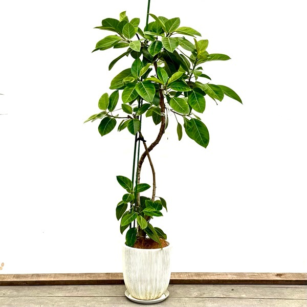 観葉植物：フィカス アルテシーマ 鉢植え 受皿付*ココヤシ飾り 現品 