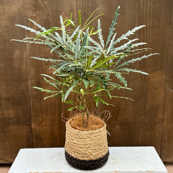 おしゃれ 観葉植物：アラレア 鉢カバー*4号 プラ皿付 | 観葉植物