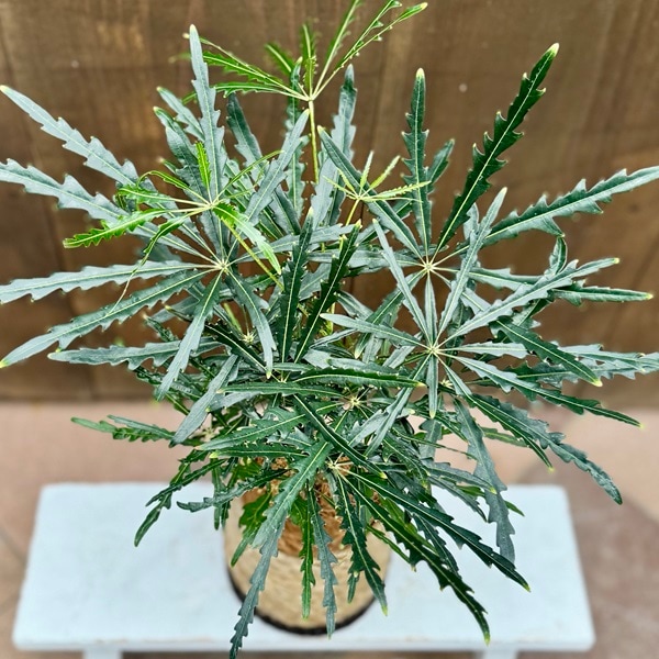おしゃれ 観葉植物：アラレア 鉢カバー*4号 プラ皿付 | 観葉植物
