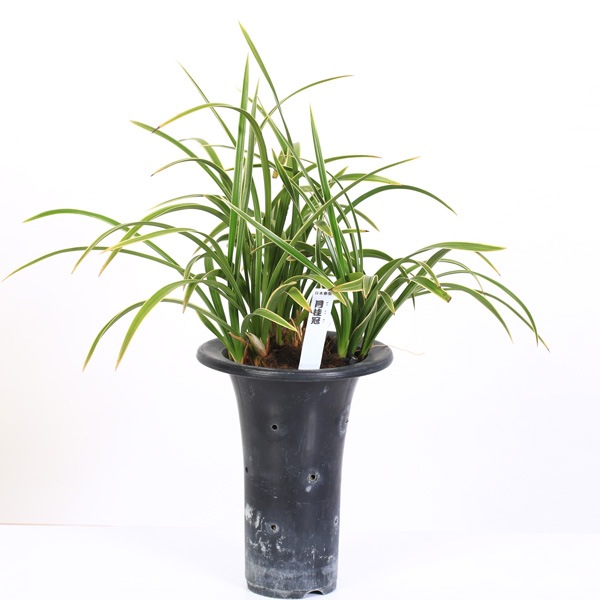 古典園芸植物：日本春蘭 「月桂冠」（げっけいかん）*にほんしゅんらん