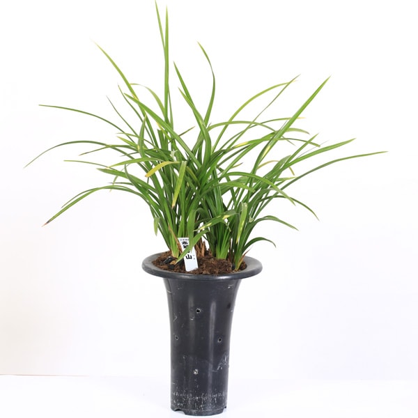 古典園芸植物：日本春蘭 「赤城の山」（あかぎのやま）*にほんしゅん