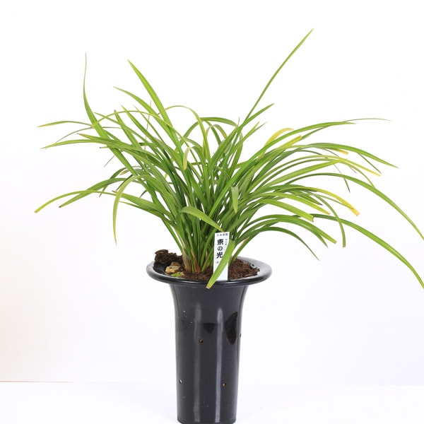 ��ŵ��ݿ�ʪ�����ܽ���������θ��סʤ����ޤΤҤ����*�ˤۤ󤷤����