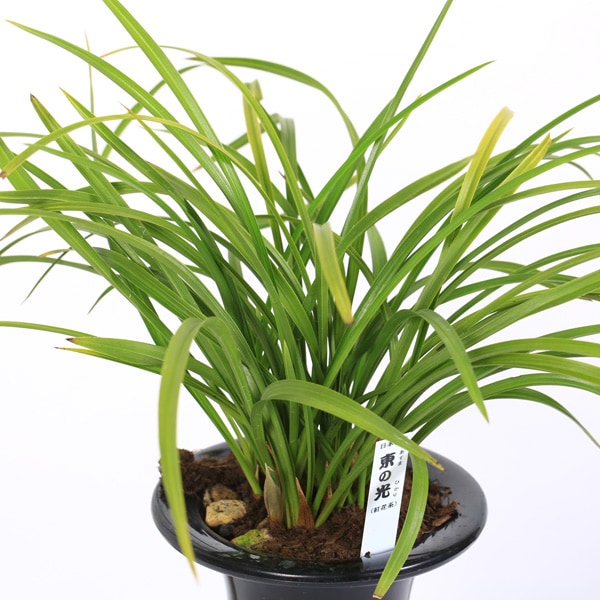 春蘭 韓国春蘭 日本春蘭 観月の宴No.1 春蘭 韓国春蘭 日本春蘭 観月の