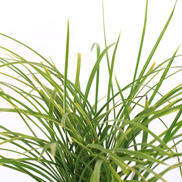 古典園芸植物：日本春蘭「南風」（なんぷう）*にほんしゅんらん | 古典