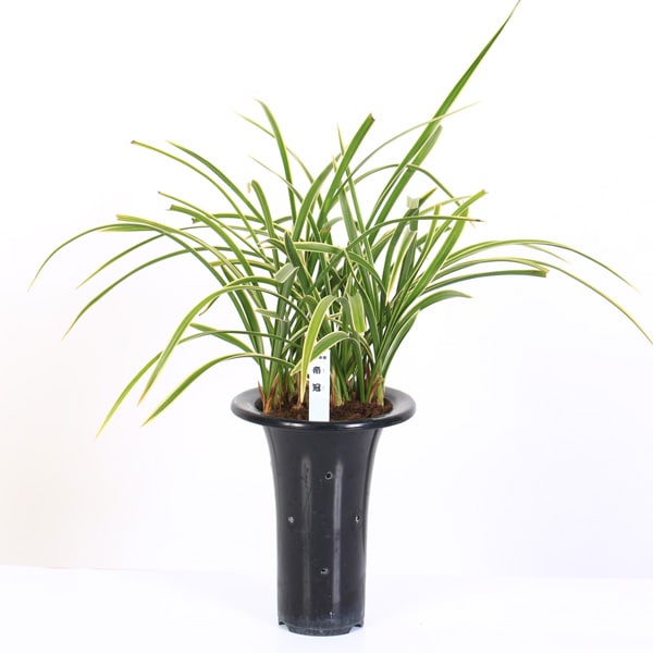 古典園芸植物：日本春蘭 「帝冠」（ていかん）*にほんしゅんらん