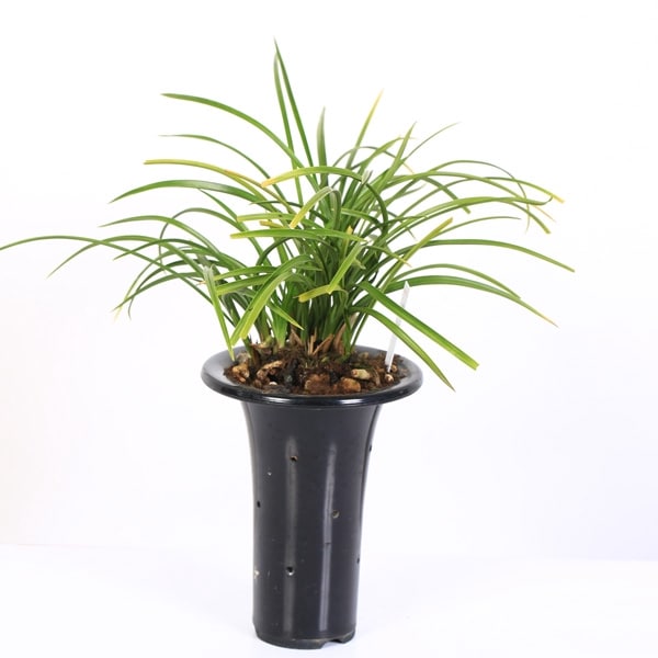 古典園芸植物：日本春蘭 「東源」（とうげん）*にほんしゅんらん