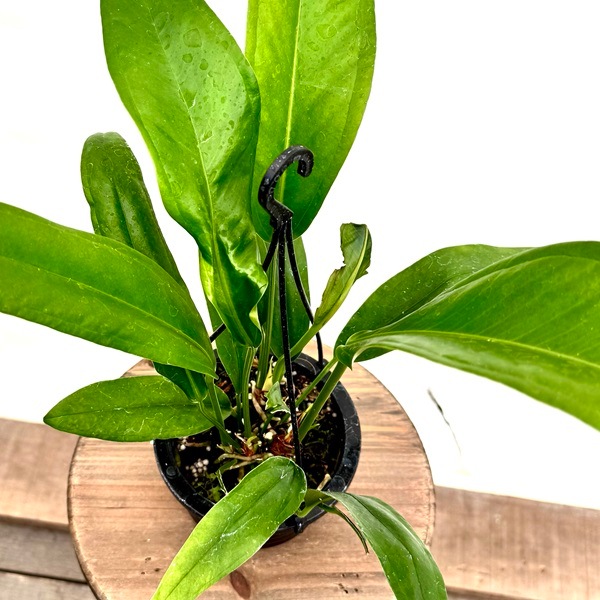 観葉植物：原種アンスリウム バーケリー*4号吊り Anthurium bakeri