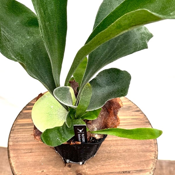 観葉植物 ビカクシダ おしゃれ 観葉植物：ビカクシダ コウモリラン ネザーランド*3号