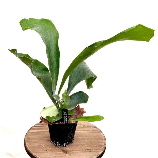 おしゃれ 観葉植物：ビカクシダ コウモリラン ネザーランド*3号