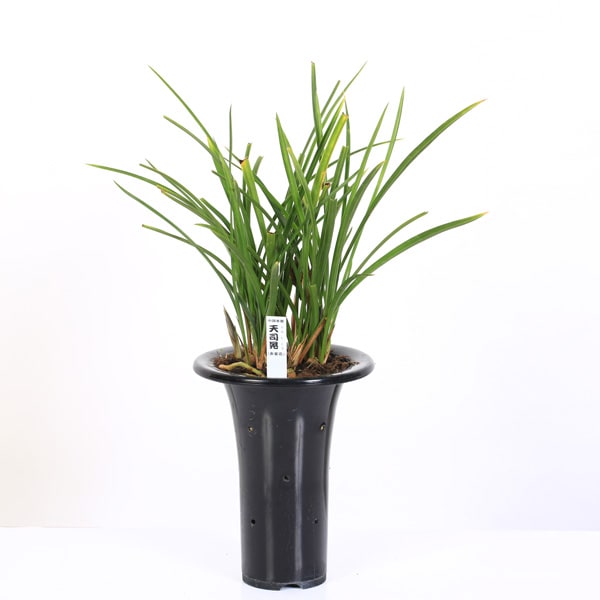 中国春蘭　『環球荷鼎覆輪』3本立 日本春蘭　東洋蘭　山野草　多肉植物　盆栽 中国春蘭 『環球荷鼎覆輪』3本立 日本春蘭 東洋蘭 山野草 多肉植物